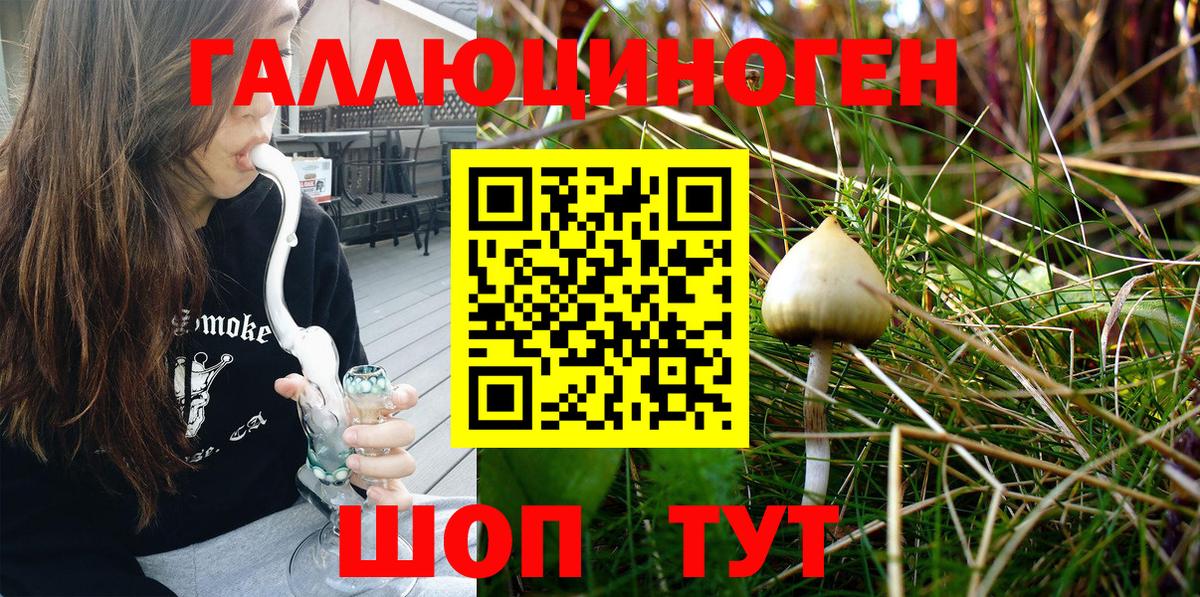 Галлюциногенные грибы Psilocybe Хабаровск